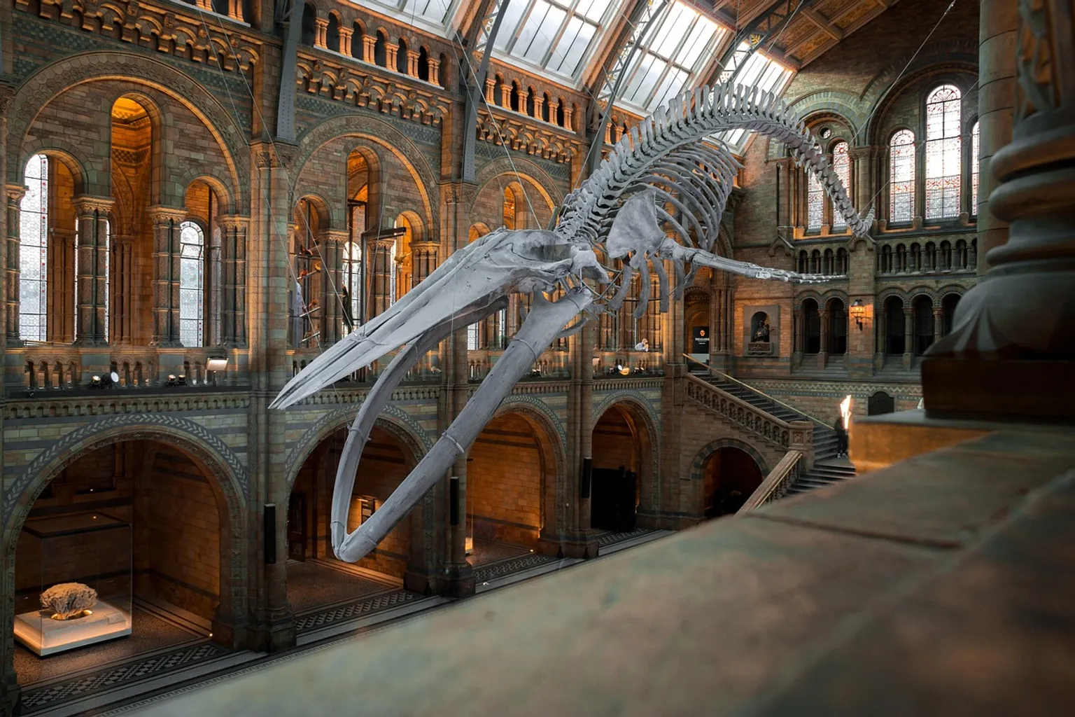 Musée d'histoire naturelle de Venise : le dilemme de l'achat